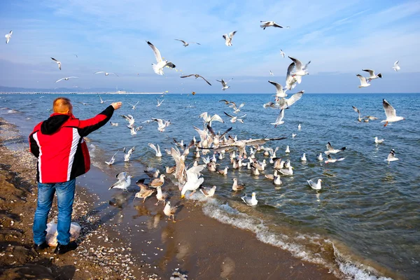 Alimentação de gaivotas — Fotografia de Stock