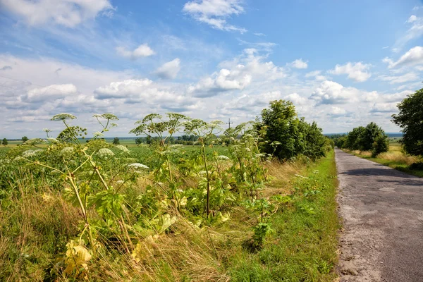 Giant hogweed Royalty Free Stock Photos