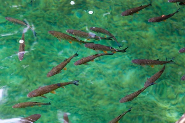 Fish swimming in clear water. — Stock Photo, Image