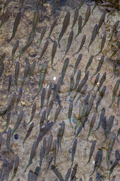 Рыбы плавают в чистой воде. — стоковое фото