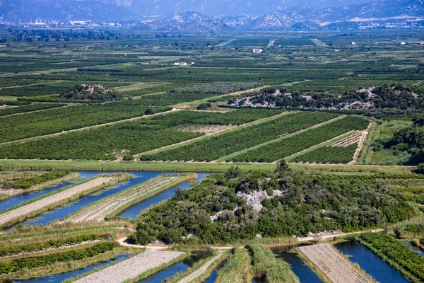 Vineyard in Croatia — Stock Photo, Image