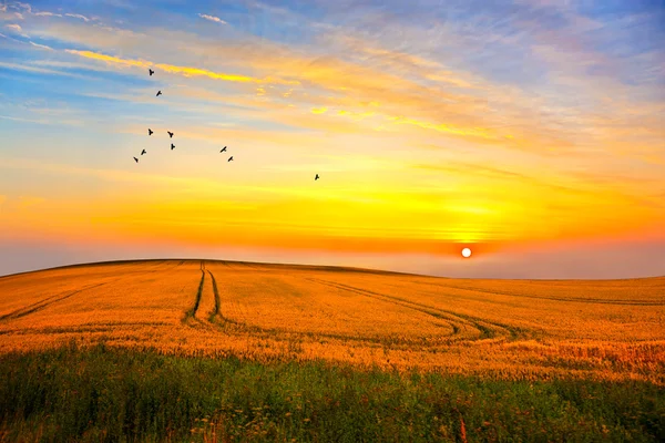 Birds and sunset — Stock Photo, Image