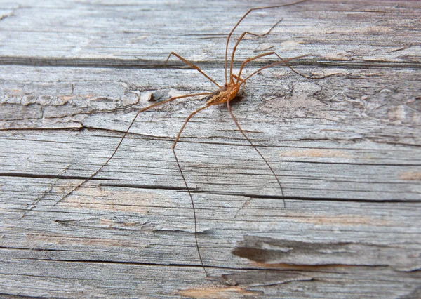 Spider — Stock Photo, Image