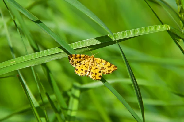 Farfalla — Foto Stock