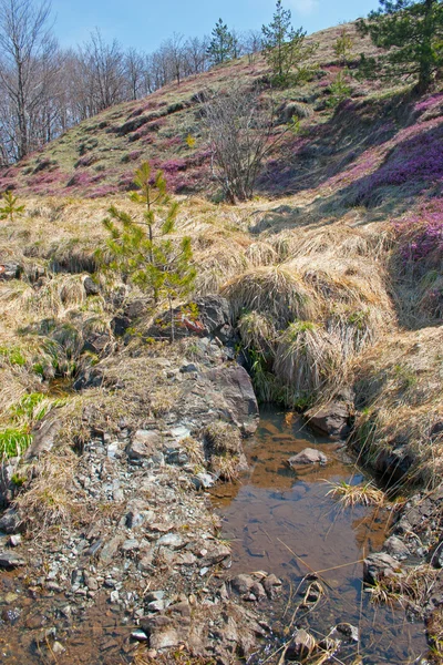 Primavera da montanha — Fotografia de Stock