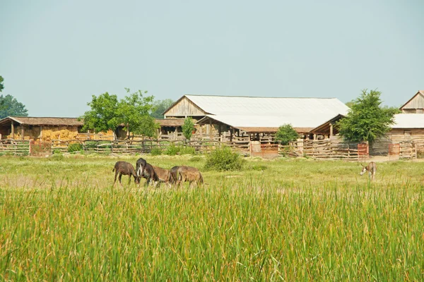 Cavalli e fattoria — Foto Stock