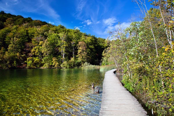 Lago na floresta. Água cristalina . — Fotografia de Stock