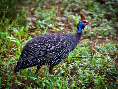 The wild Helmeted Guineafowl in Africa clipart