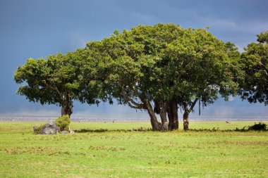 Tree on savannah. Ngorongoro, Tanzania, Africa clipart