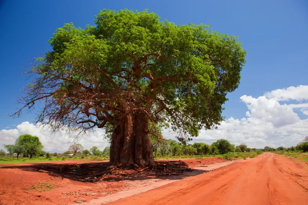 Baobá na estrada vermelha do solo, Quénia, África — Fotografia de Stock