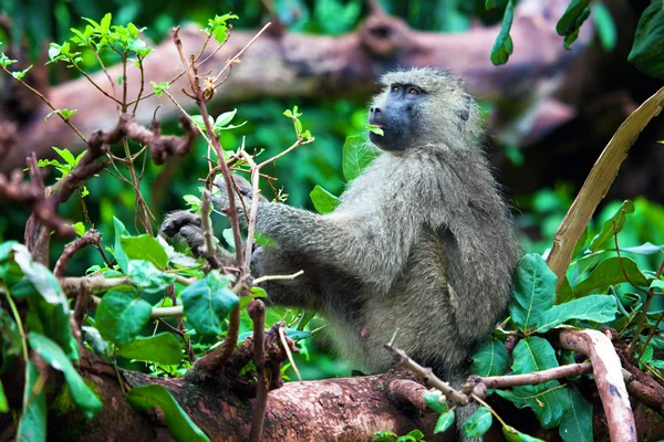 Mono babuino en arbusto africano — Foto de Stock