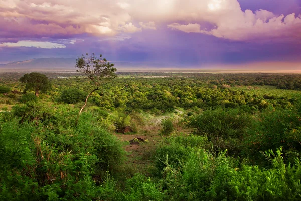 Bush in Tanzania, Paesaggio africano — Foto Stock