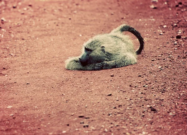 Baboon monkey on African road — Stock Photo, Image