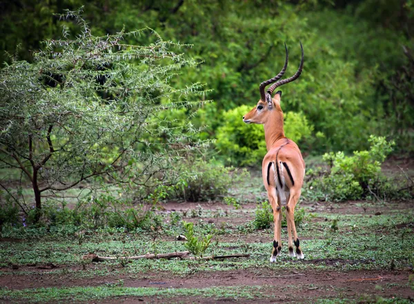 Um impala masculino no Parque Nacional do Lago Manyara, na Tanzânia, África . — Fotografia de Stock