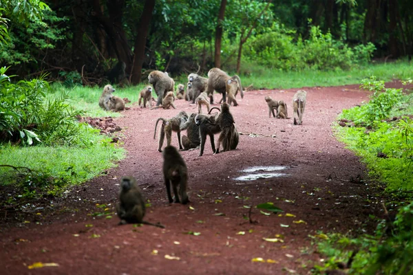 Baboon monkeys in African bush — Stock Photo, Image