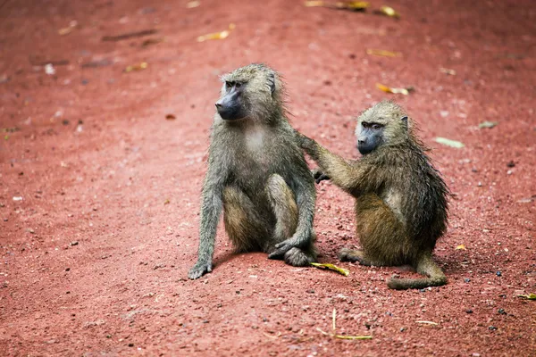 Бабуинские обезьяны в африканском кусте — стоковое фото