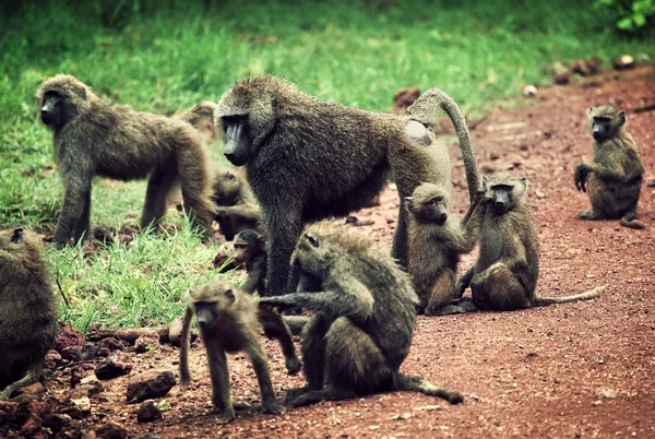 Бабуинские обезьяны в африканском кусте — стоковое фото