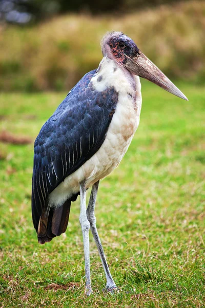 A Cegonha Marabou na Tanzânia, África — Fotografia de Stock