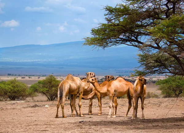 Groupe de chameaux en Afrique — Photo