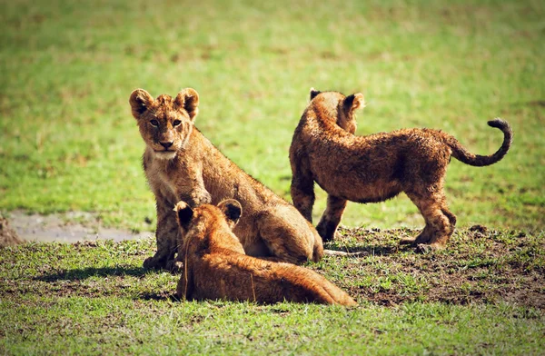 Pequenos filhotes de leão a brincar. Tanzânia, África — Fotografia de Stock