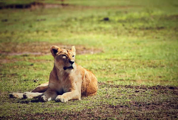 Female lion lying. Ngorongoro, Tanzania — Stock Photo, Image