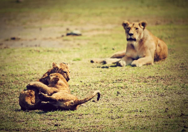 Pequeños cachorros de león jugando. Tanzania, África — Foto de Stock