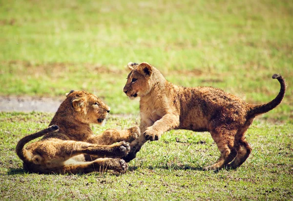 Küçük aslan yavruları oynuyor. Tanzanya, Afrika — Stok fotoğraf