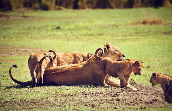 Malý Lev mláďata s matkou. Tanzanie, Afrika — Stock fotografie