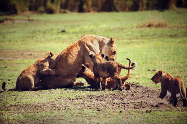 Filhotes de leão pequenos com a mãe. Tanzânia, África — Fotografia de Stock
