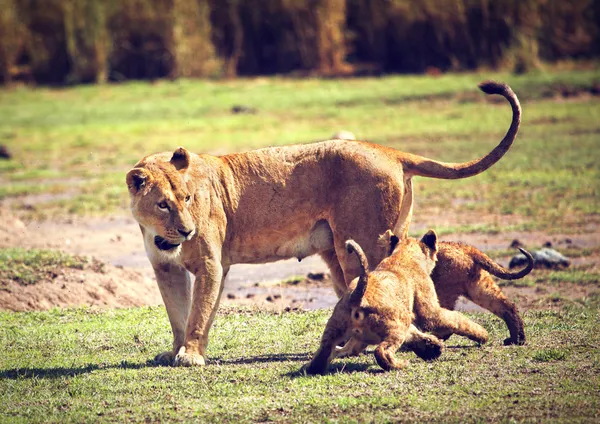 Küçük aslan yavruları anne ile. Tanzanya, Afrika — Stok fotoğraf