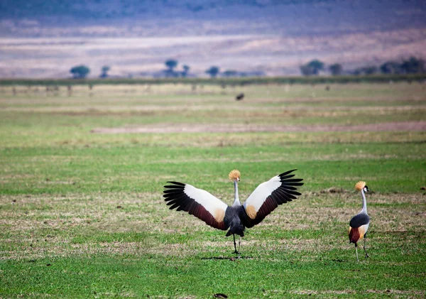 Grey Crowned Crane. A ave nacional de Uganda — Fotografia de Stock