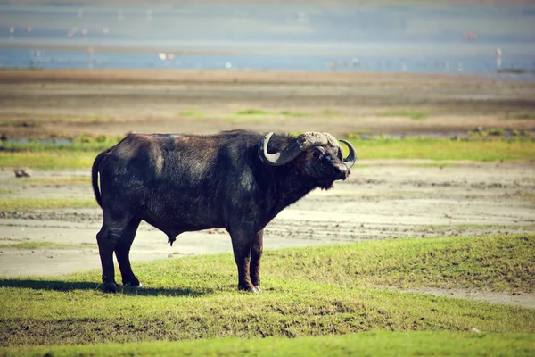 De Kafferbuffel. Ngorongoro, tanzania. — Stockfoto