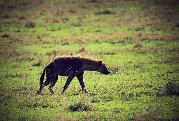 Hiena en sabana en Ngorongoro, Tanzania, África —  Fotos de Stock