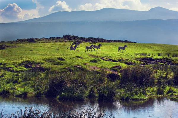 Cebras en verde colina cubierta de hierba. Ngorongoro, Tanzania, África — Foto de Stock