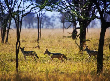 Jackals on savanna. Safari in Serengeti, Tanzania, Africa clipart
