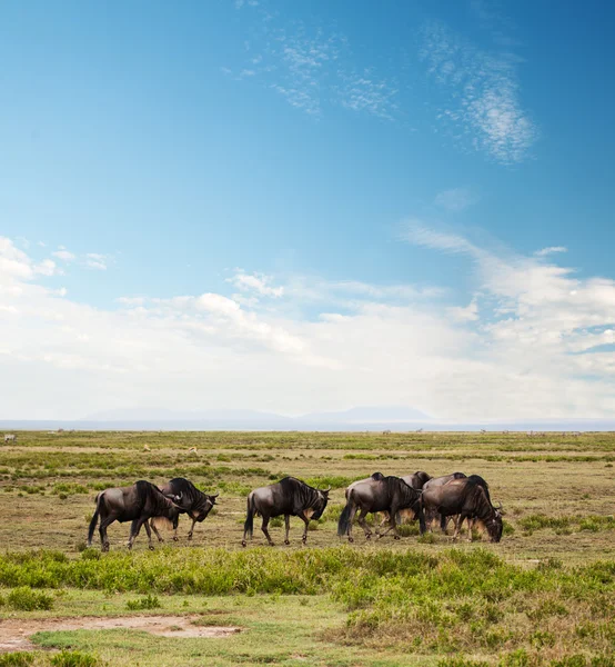 Gnu 在非洲大草原上的羚羊 — 图库照片