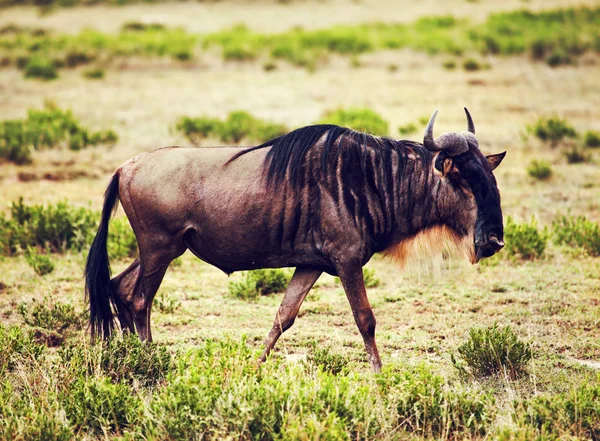 Wildebeest também chamado Gnu na savana africana — Fotografia de Stock