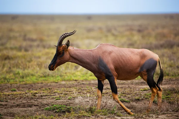 Topi sur la savane en Serengeti, Afrique — Photo