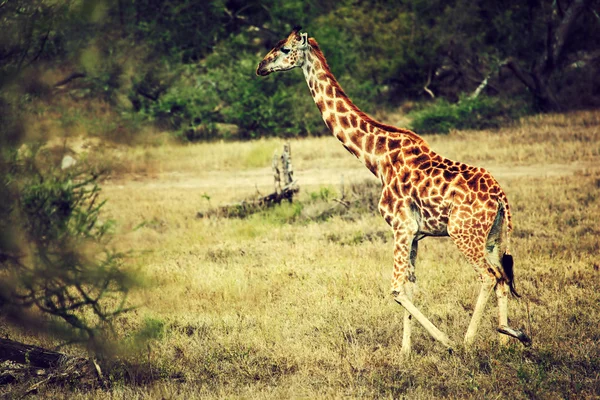 Giraffe on African savanna — Stock Photo, Image