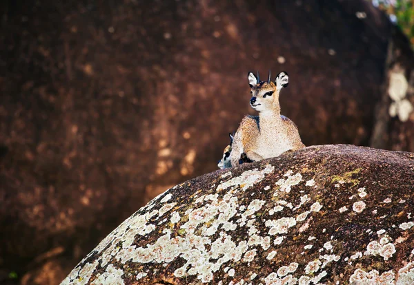 Klippspringare på stenar, serengeti, tanzania i Afrika — Stockfoto