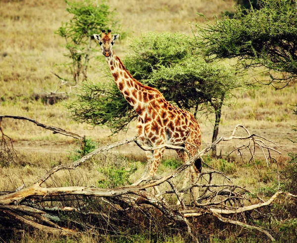 Žirafa na africké savany — Stock fotografie