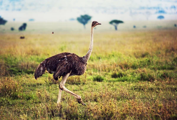 Struisvogel op savanne, safari in tanzania, Afrika — Stockfoto