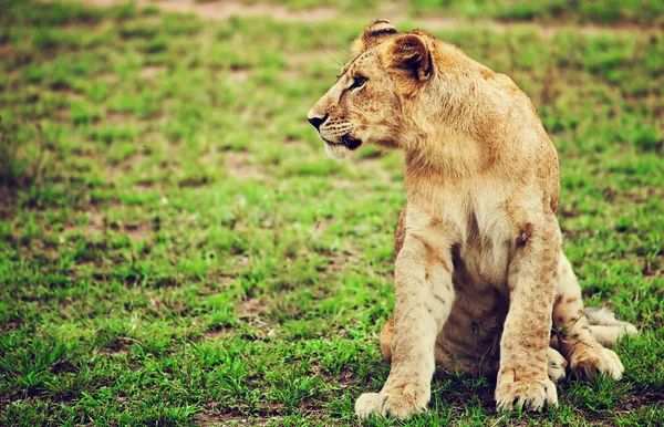 Mały lew cub portret. Tanzanii, — Zdjęcie stockowe