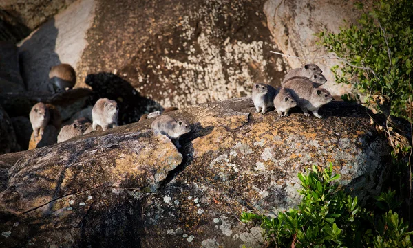 Fokföldi szirtiborz állomány az afrikai serengeti Tanzániában. — Stock Fotó