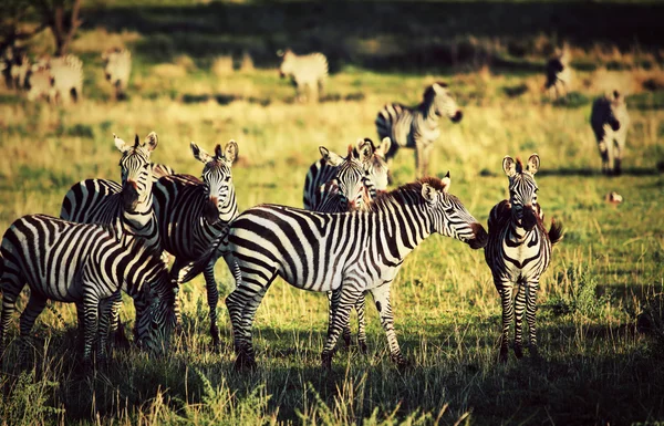 Mandrie di zebre sulla savana africana . — Foto Stock