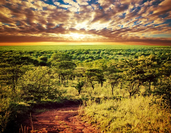 Paesaggio della savana Serengeti in Tanzania, Africa . — Foto Stock