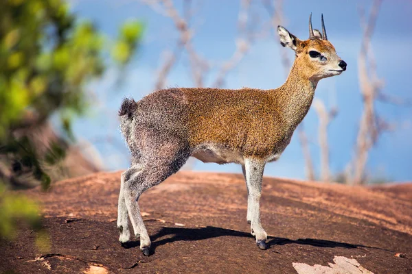 Klipspringer op rots. Serengeti, tanzania, Afrika — Stockfoto