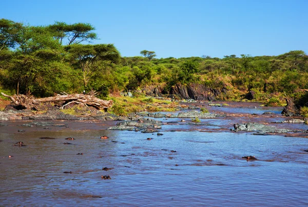 河马，河马在河中。塞伦盖蒂，坦桑尼亚，非洲 — 图库照片
