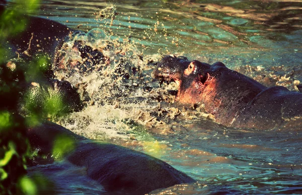 Hippo, hippopotamus fight in river. Serengeti, Tanzania, Africa — Stock Photo, Image