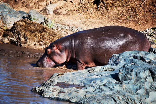 Víziló, víziló a folyó. Serengeti Tanzánia, Afrika — Stock Fotó